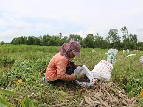 Thừa Thiên Huế: Sau mưa lũ, nông dân tất bật thu hoạch sắn 